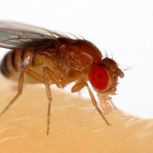 Live Drosophila Melanogaster 30/Stage