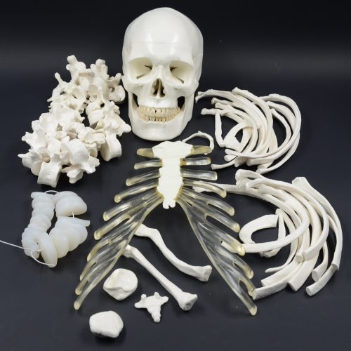 HUMAN DISARTICULATED SKELETON, FULL