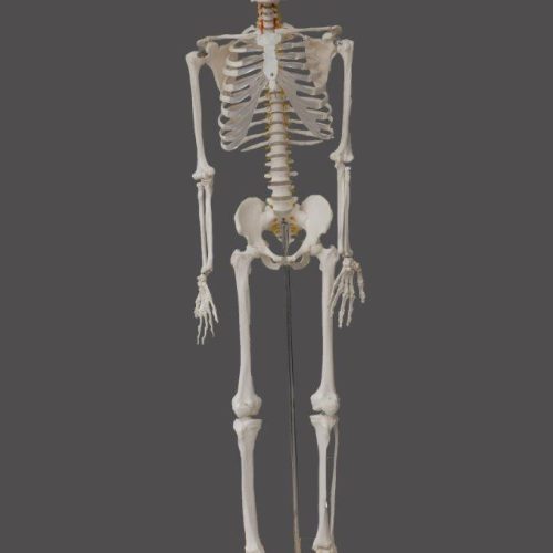HUMAN SKELETON MODEL 170CM