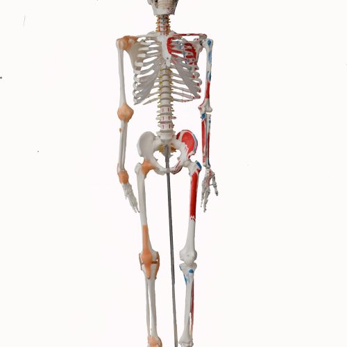 HUMAN MUSCULAR SKELETON MODEL WITH LIGAMENTS