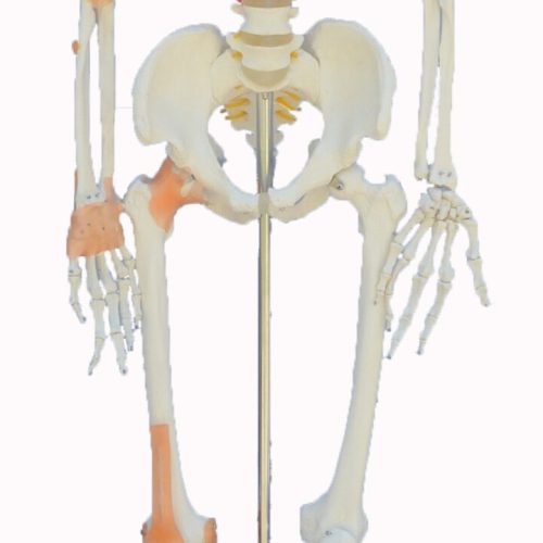 HUMAN SKELETON MODEL WITH LIGAMENTS