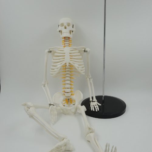 HUMAN SKELETON MODEL WITH NERVES 85CM