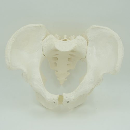 MALE SKELETAL PELVIS MODEL