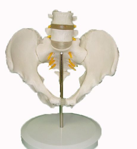 MODEL OF PELVIS WITH 4th AND 5th LUMBER VERTEBRA