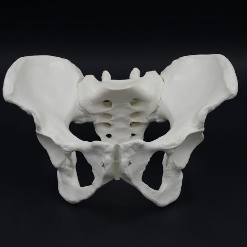 FEMALE SKELETAL PELVIS MODEL