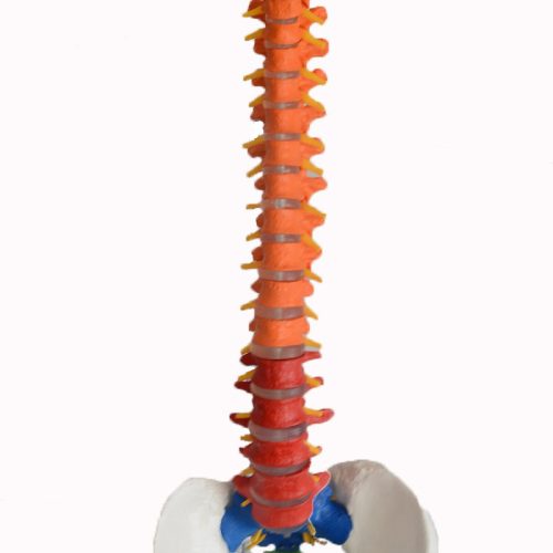 FLEXIBLE SPINAL COLUMN MODEL WITH COLOUR CODED REGIONS