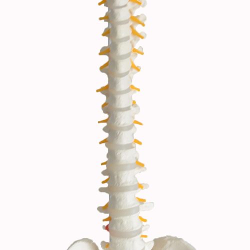 FLEXIBLE SPINAL COLUMN WITH FEMUR