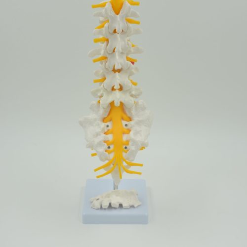 LUMBAR VERTEBRA,SACRUM BONE WITH SPINAL NERVES MODEL