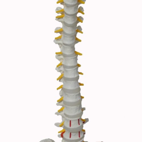 FLEXIBLE VERTEBRA COLUMN WITH FEMUR HEAD AND MUSCLE INSERTIONS