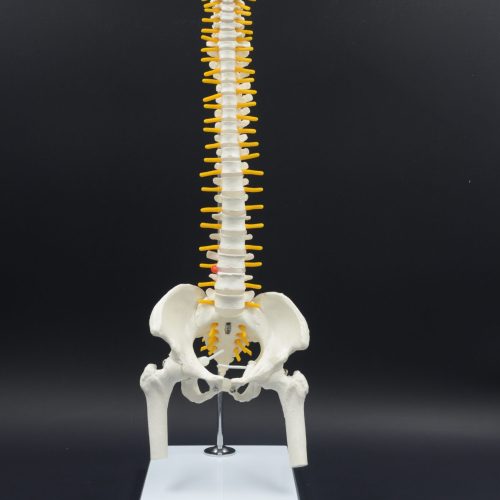 FLEXABLE SPINAL COLUMN MDOEL WITH FEUMER