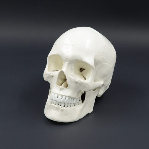 CLASSIC SKULL MODEL