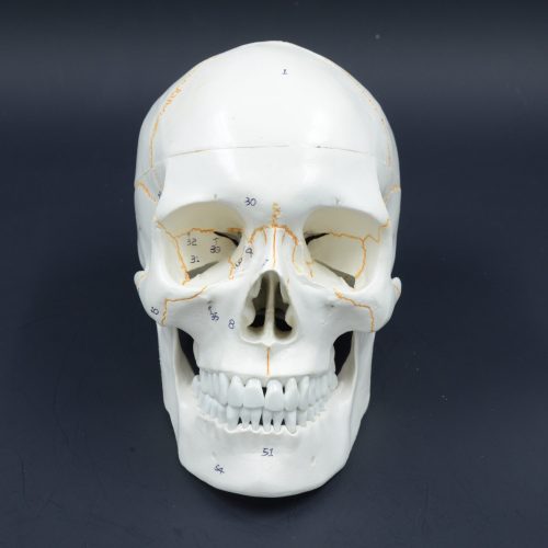 NUMBERED SKULL MODEL