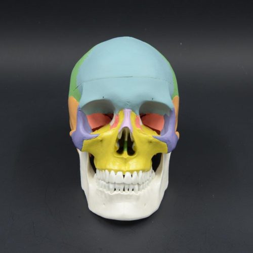 COLORED SKULL MODEL