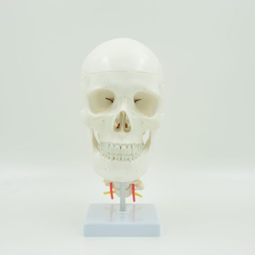 SKULL WITH CERVICAL VERTEBRA MODEL