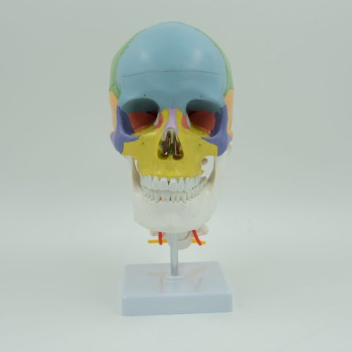 COLORED SKULL WITH CERVICAL VERTEBRA