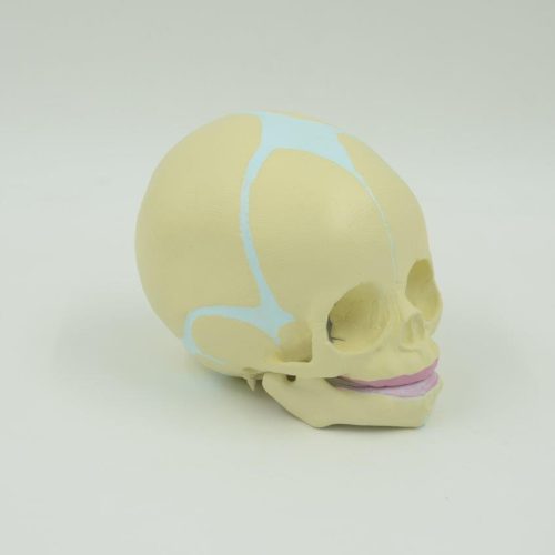 BABY SKULL MODEL (FETUS SKULL)