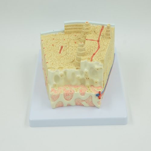 BONE STRUCTURE MODEL