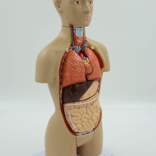 TORSO MINI DUAL SEX
