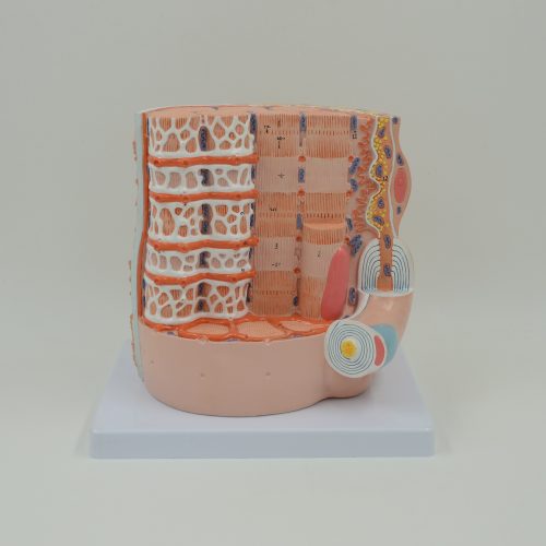 SKELETAL MUSCLE FIBER MODEL
