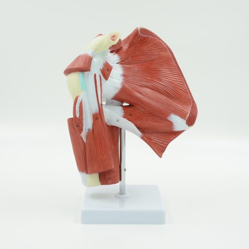 SHOULDER MODEL WITH DEEP MUSCLE