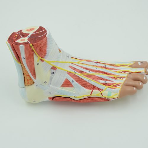 ANATOMY OF THE FOOT MODEL , 9-PARTS