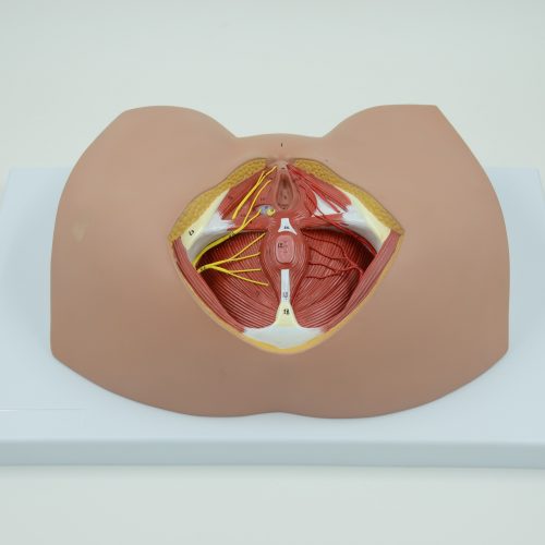 FEMALE PERINEUM MODEL