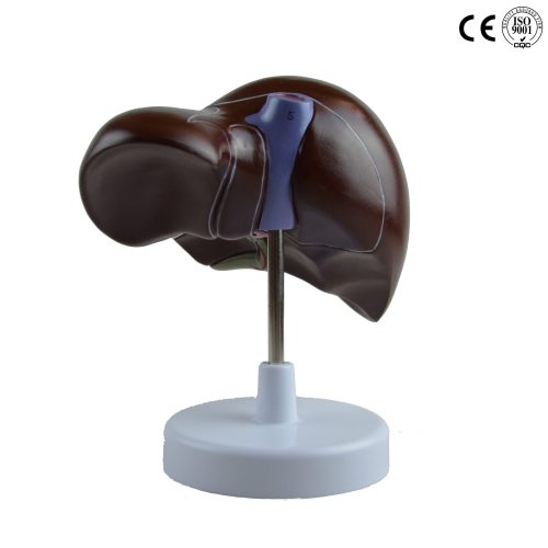 LIVER MODEL,LIFE SIZE