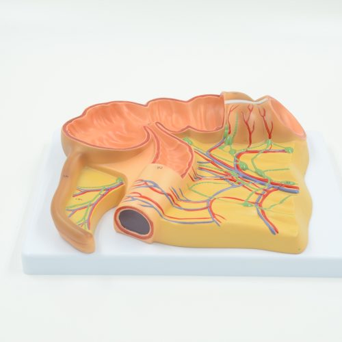 CECUM AND APPENDIX MODEL