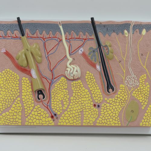 SKIN SECTION MODEL