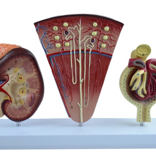 KIDNEY,NEPHRON AND GLOMERULUS MODEL SOLID