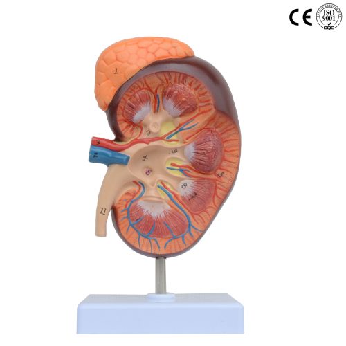 KIDNEY MODEL SECTION ,3 TIMES ENLARGED