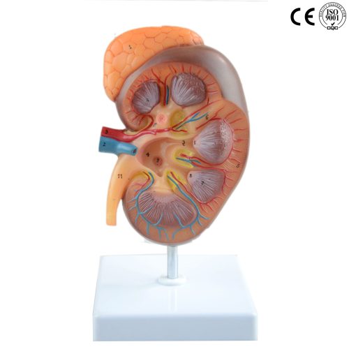 KIDNEY MODEL SECTION ,3 TIMES ENLARGED