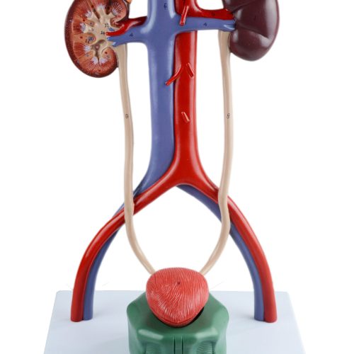 URINARY SYSTEM MODEL