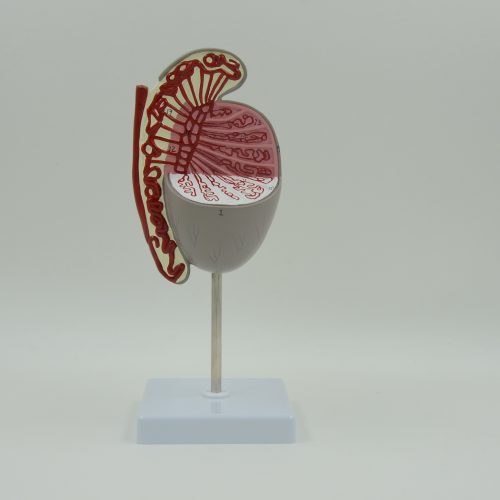 TESTIS MODEL ,10 TIMES ENLARGED