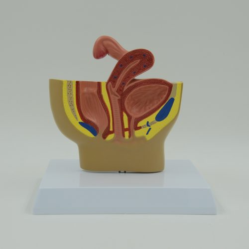 FEMALE PELVIS MODEL