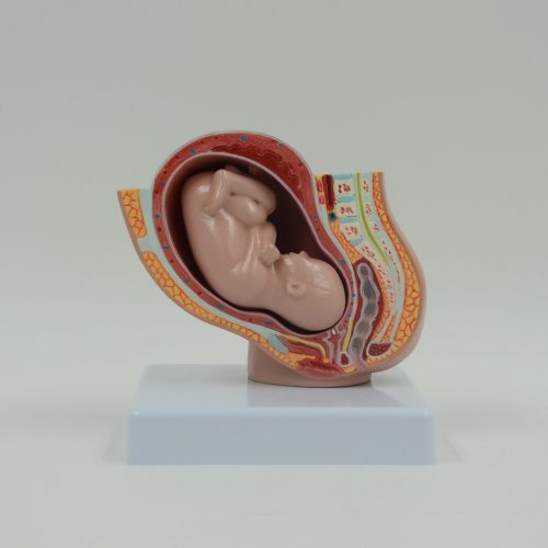PREGNANCY PELVIS WITH MATURE FETUS MODEL