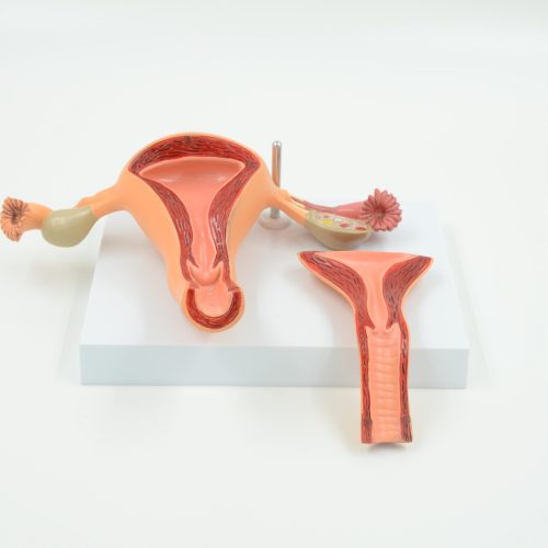 UTERUS MODEL,2 PARTS