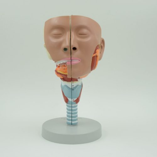 HEAD WITH LARYNX MUCLES MODEL