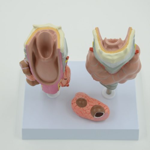 THYROID DISEASES MODEL - 4 PARTS