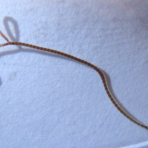 Blackworms Lumbriculus Variegatus 30/Pack