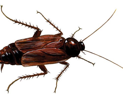Blatta Orientals Cockroach 100/Pack