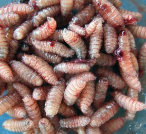 Live Blowfly Maggots 100/Pack