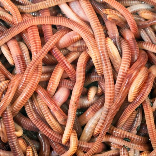 Brandling Worm Media 1kg