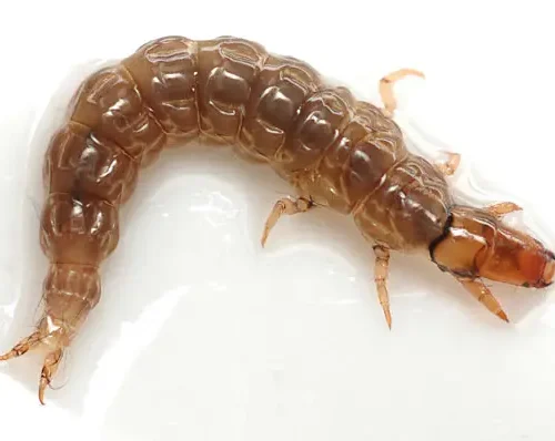Live Caddisfly Larvae Pk/10