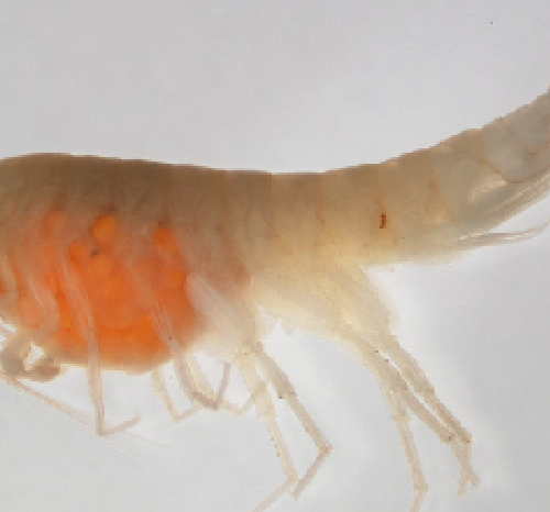 Adult Crangonyx Mixed 100/Pack