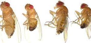 Cultured Fruit Flies 30/Stage