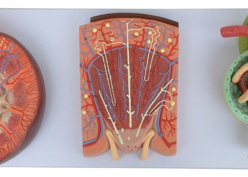 Deluxe Kidney Nephron & Glomerulus Model