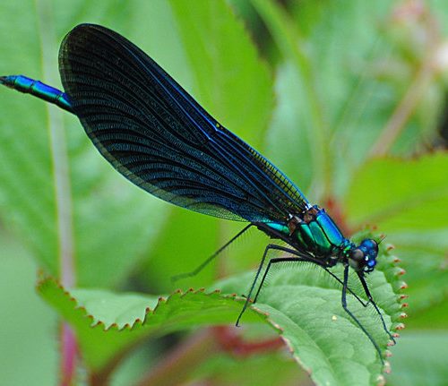Damselfly Nymphs Demoiselle 10/pack