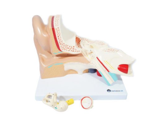 EAR MODEL,3 PARTS,3 TIMES ENLARGED