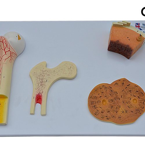 BONE TISSUE MODEL